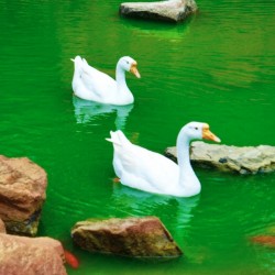 The swans